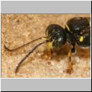 Gorytes laticinctus - Grabwespe 08 12mm.jpg